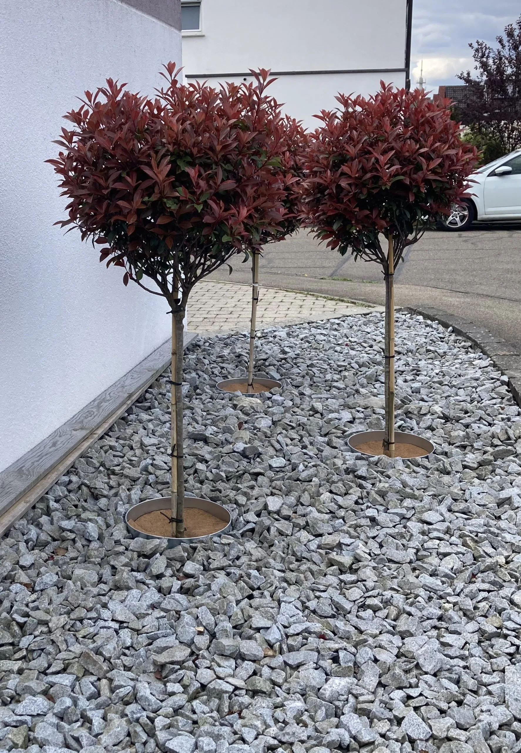 Baumringe unter Glanzmispeln im Steingarten