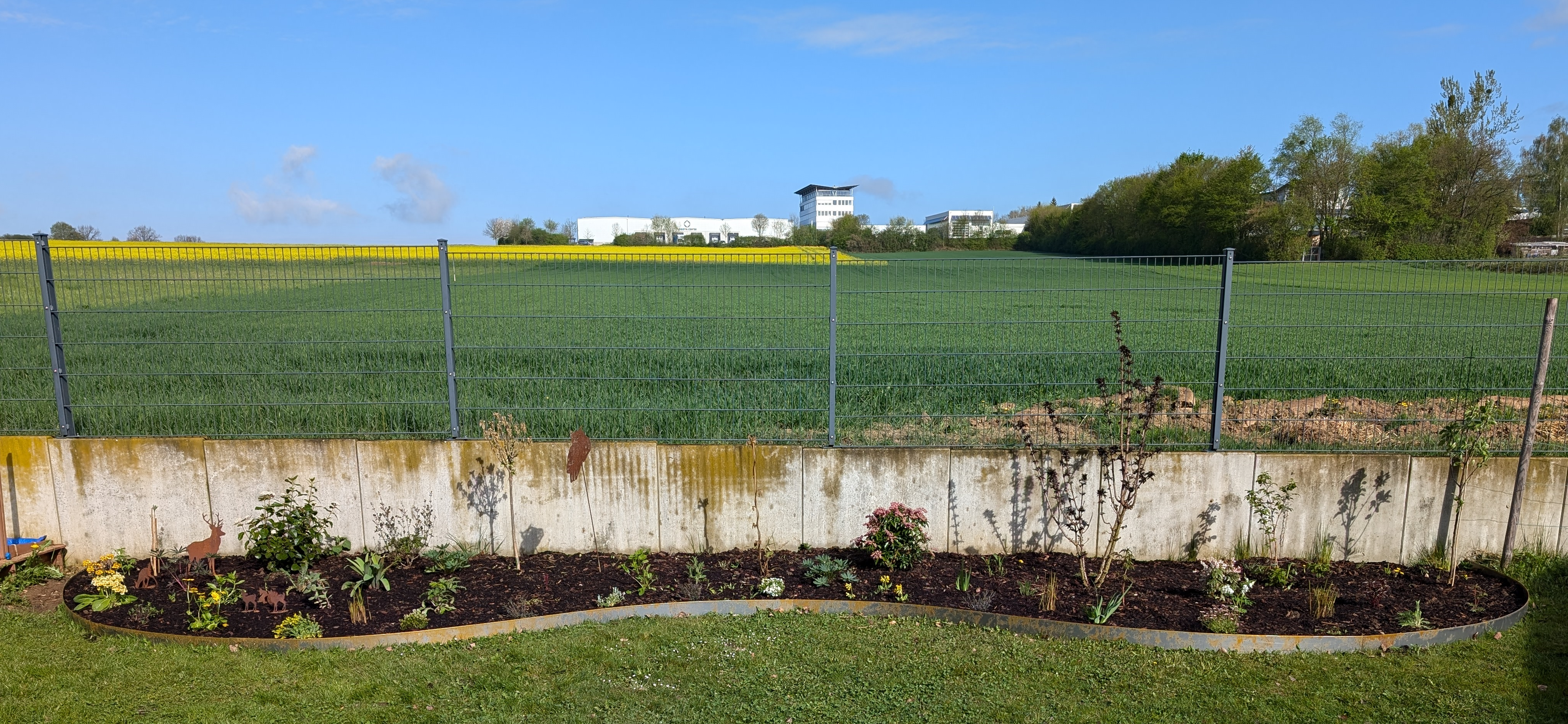 Rasenkante Cortenstahl flexibel in Welle verlegt für ein Staudenbeet, neu gesetzt mit ursprünglichem Cortenstahl Look
